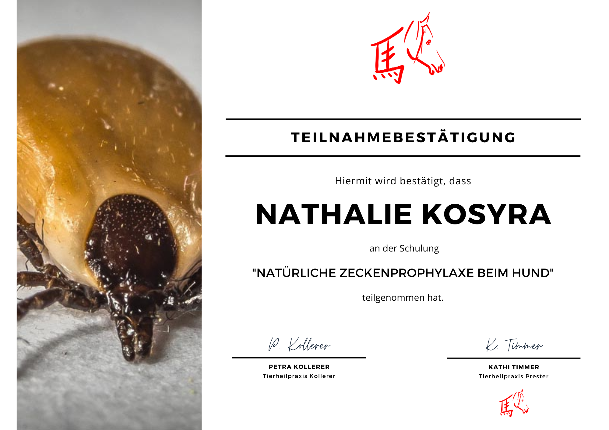 Natürliche Zeckenprophylaxe beim Hund